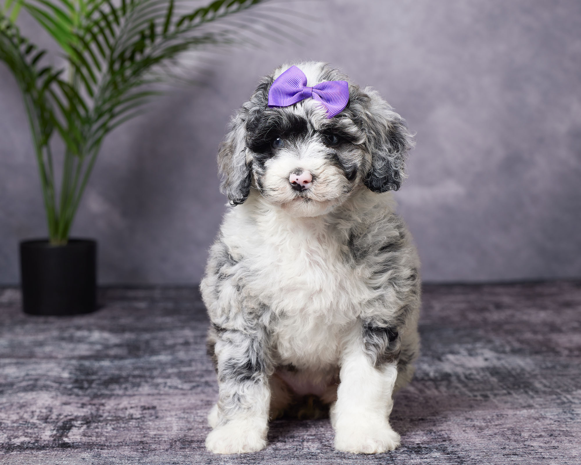 Ms. Beauty the F1B Mini-Bernedoodle photo 3
