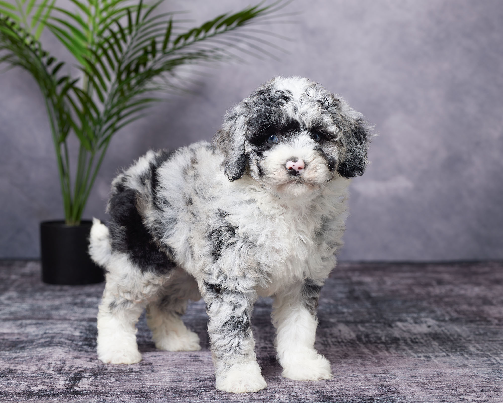 Ms. Beauty the F1B Mini-Bernedoodle photo 4