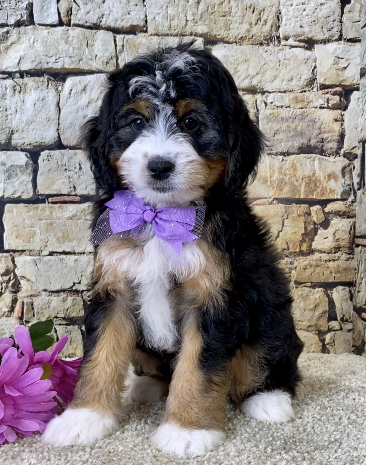 Ms. Brianna the Mini-Bernedoodle