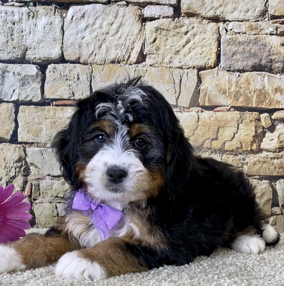 Ms. Brianna the Mini-Bernedoodle photo 2