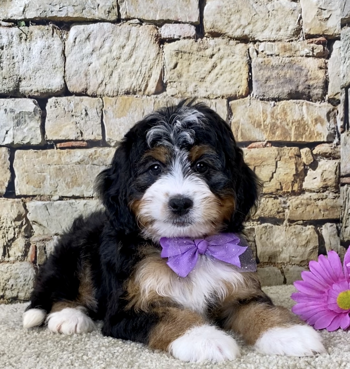 Ms. Brianna the Mini-Bernedoodle photo 3