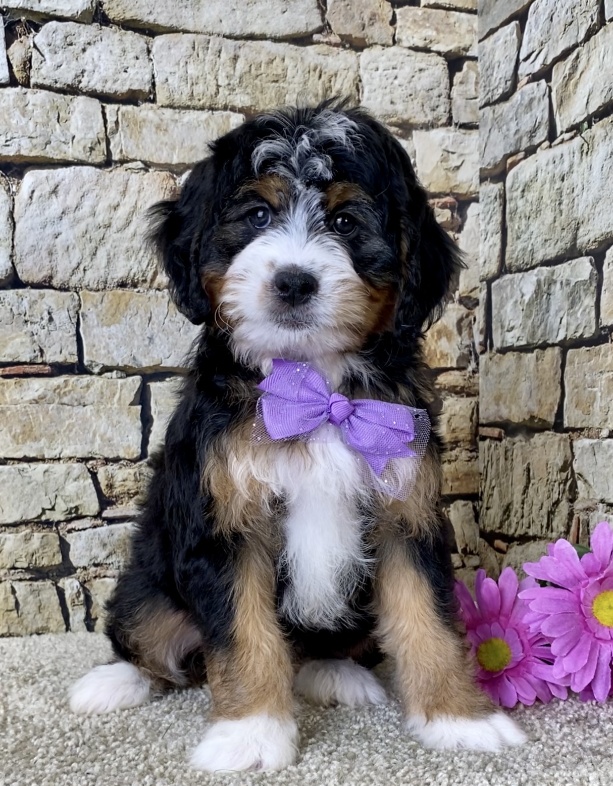 Ms. Brianna the Mini-Bernedoodle photo 4