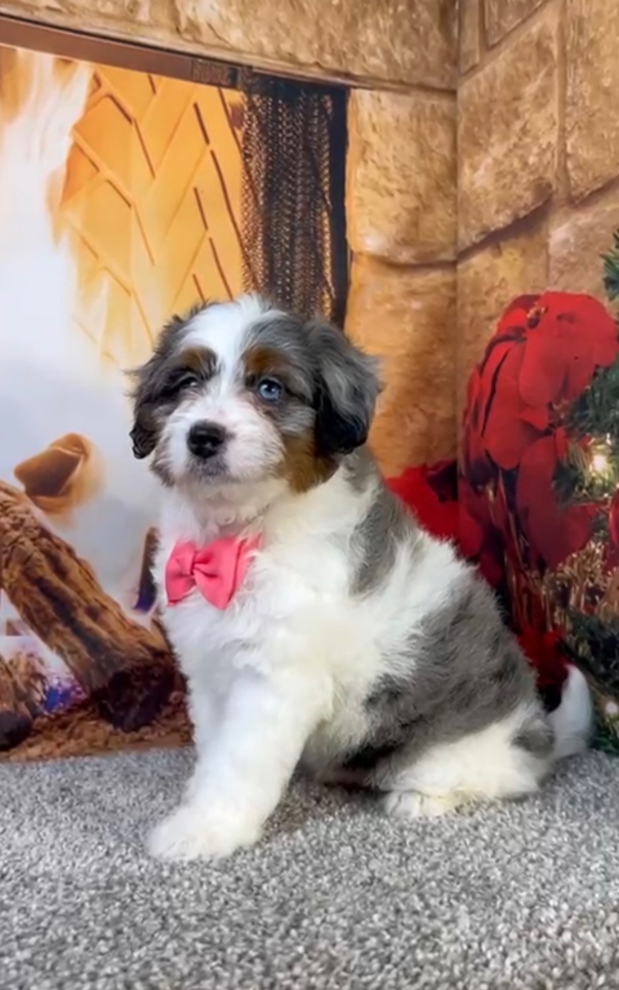Ms. Bubbles the F1-B Micro Mini-Bernedoodle
