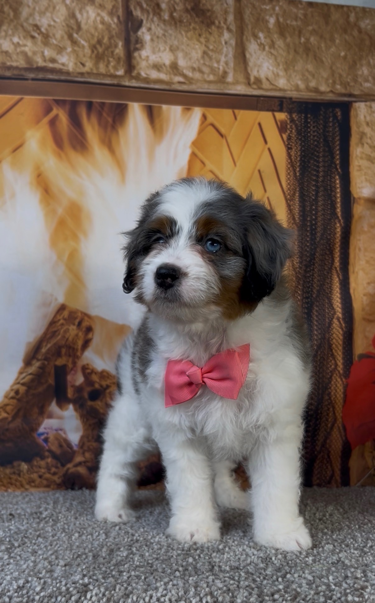 Ms. Bubbles the F1-B Micro Mini-Bernedoodle photo 2