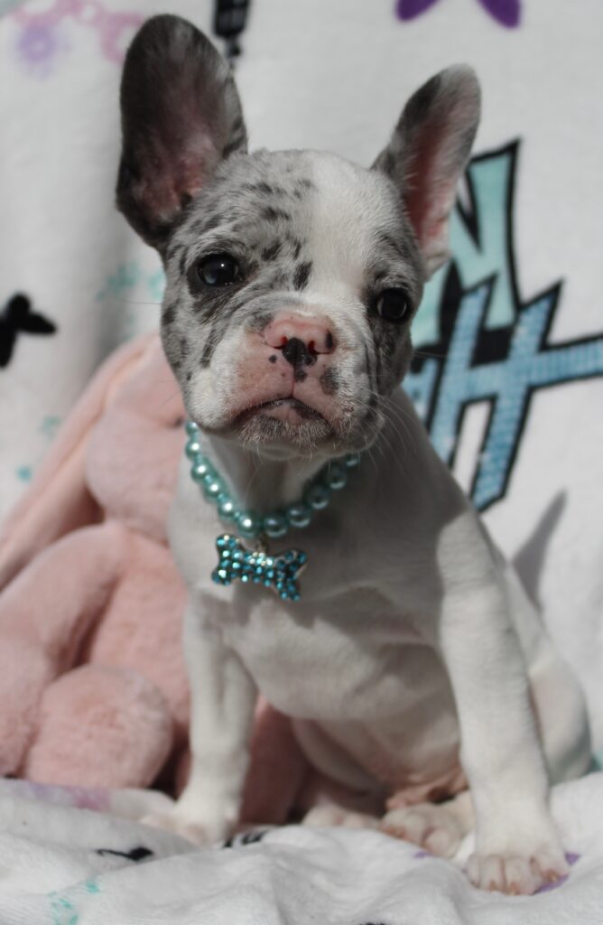Meet Jackson,