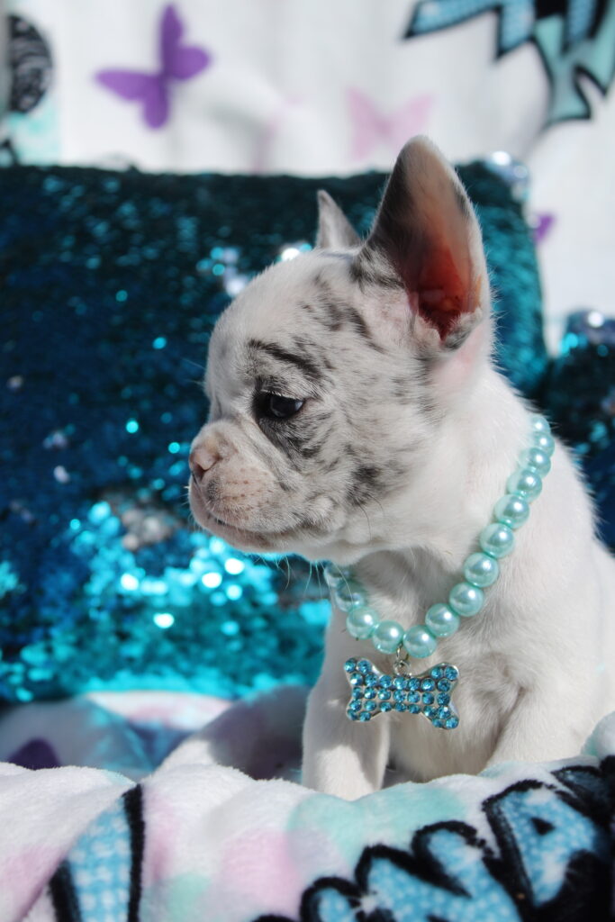 Meet Jackson, photo 3