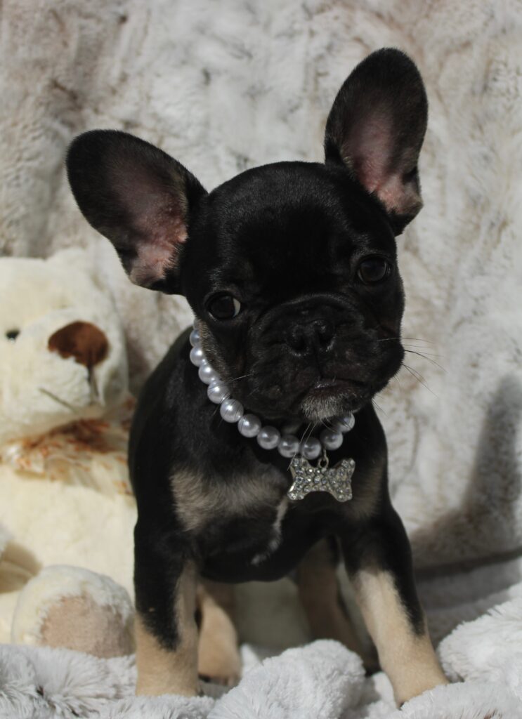 Rex photo 2
