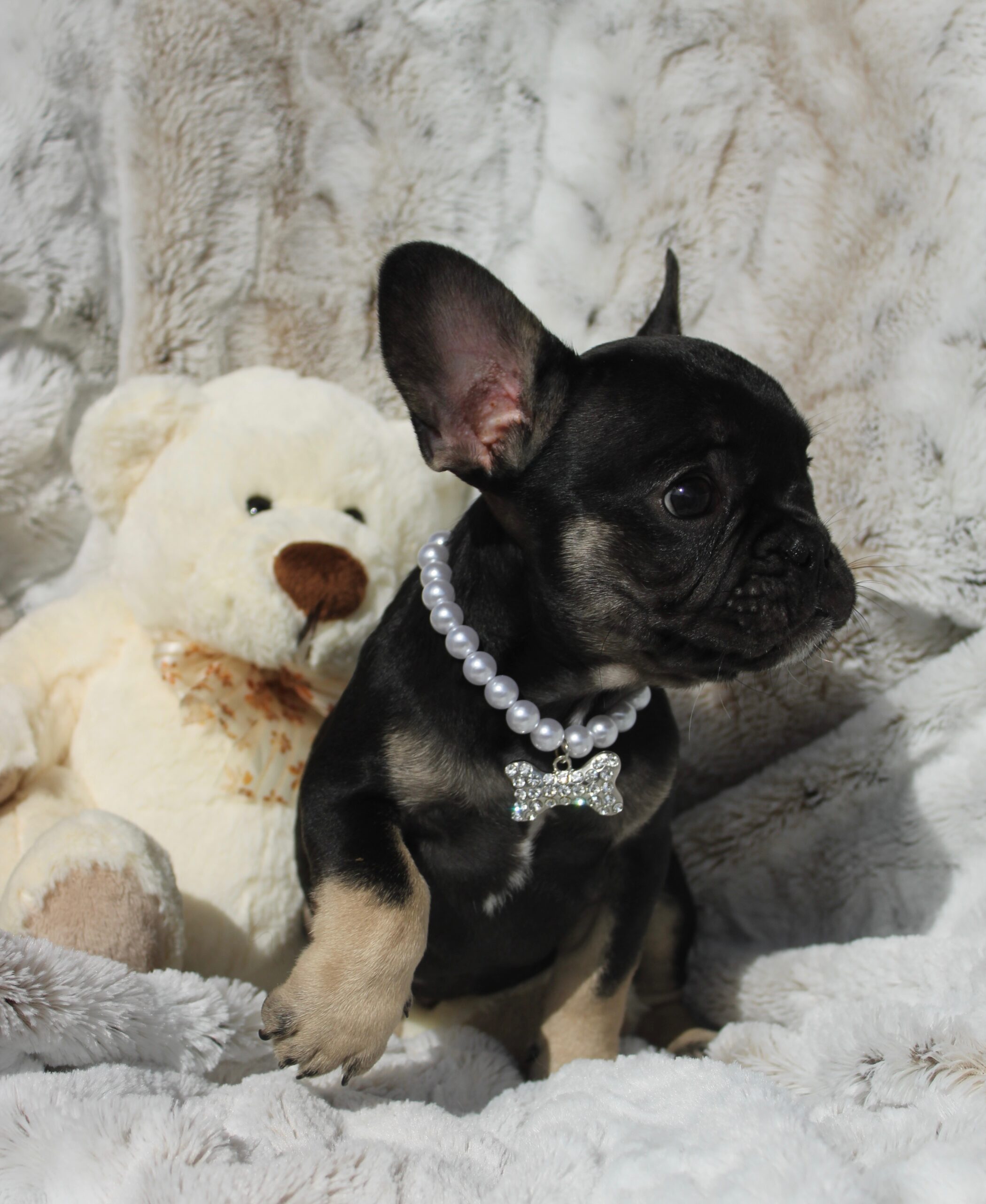 Rex photo 3
