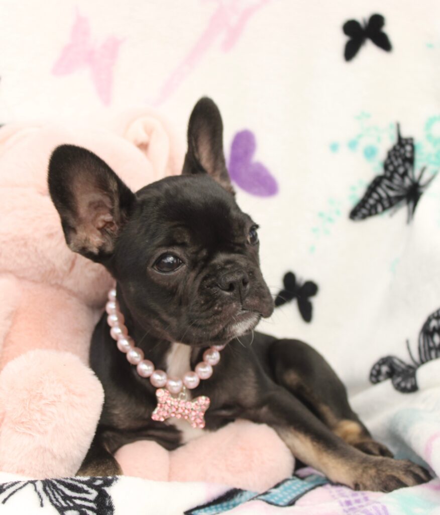 Lilly photo 2