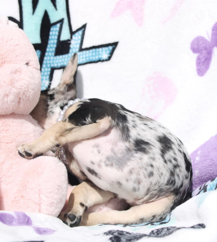 Roxy photo 3