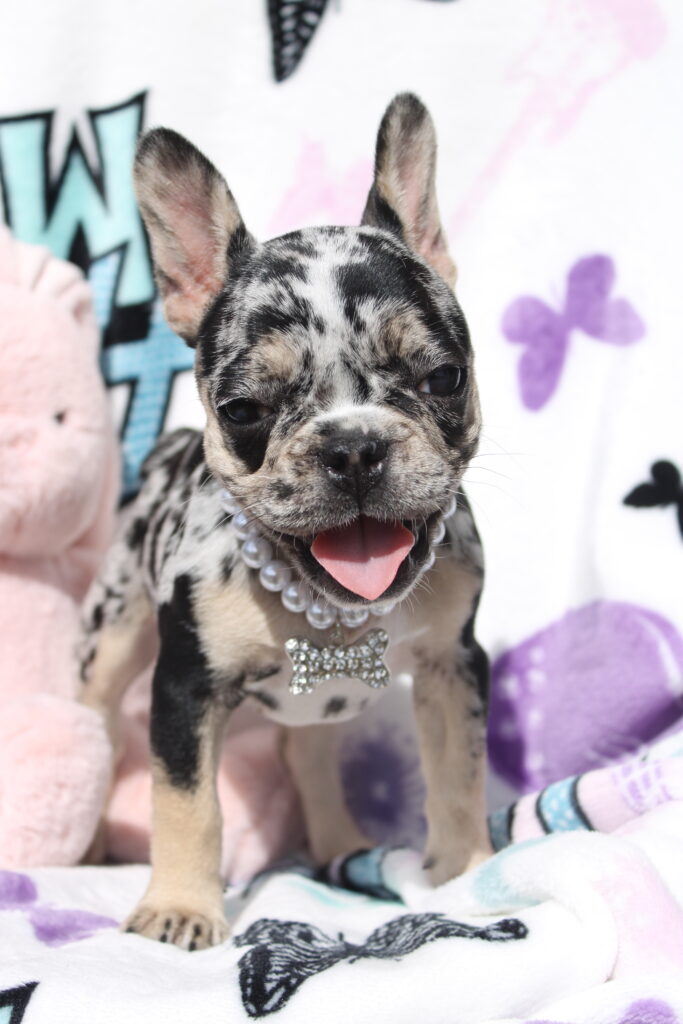 Roxy photo 4