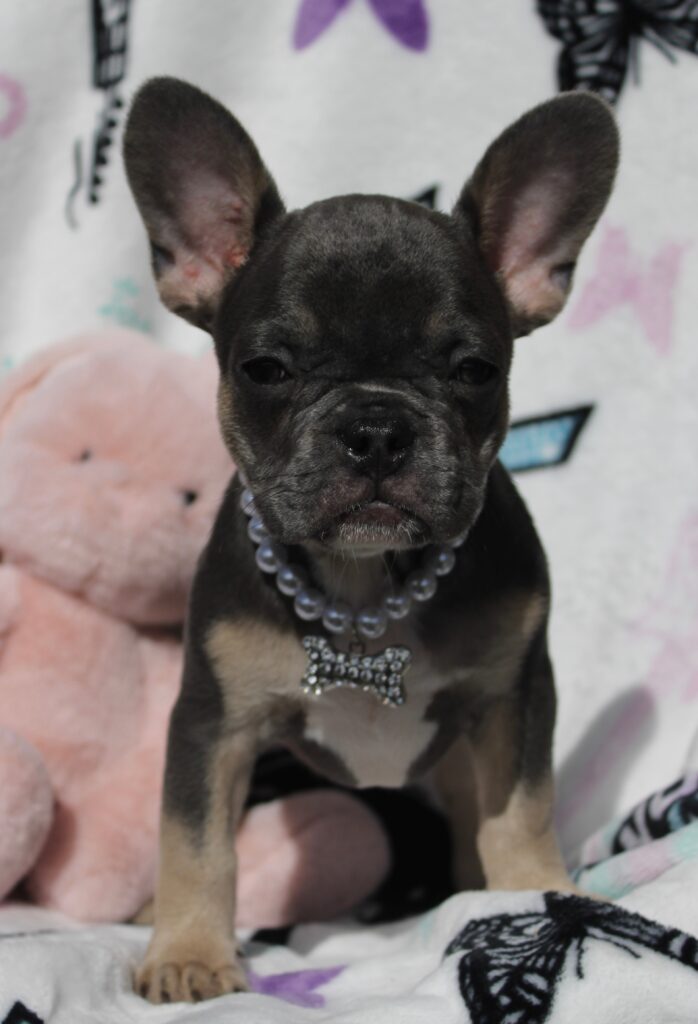 Oliver photo 2