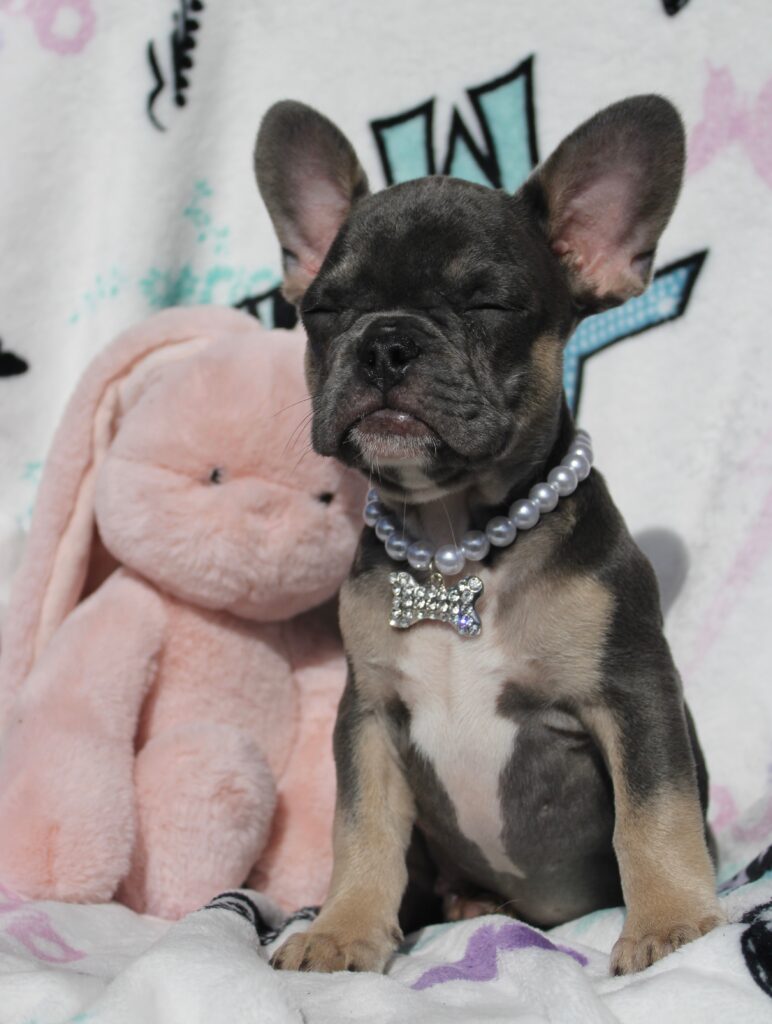 Oliver photo 4