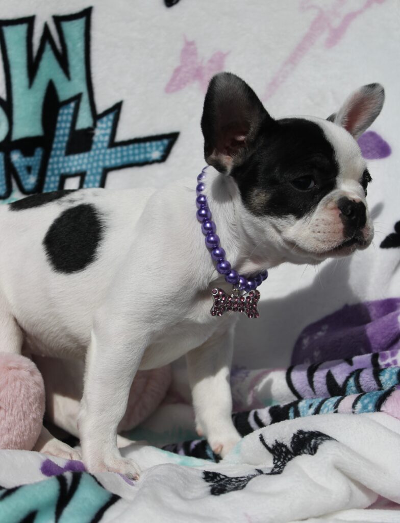 Lola photo 2