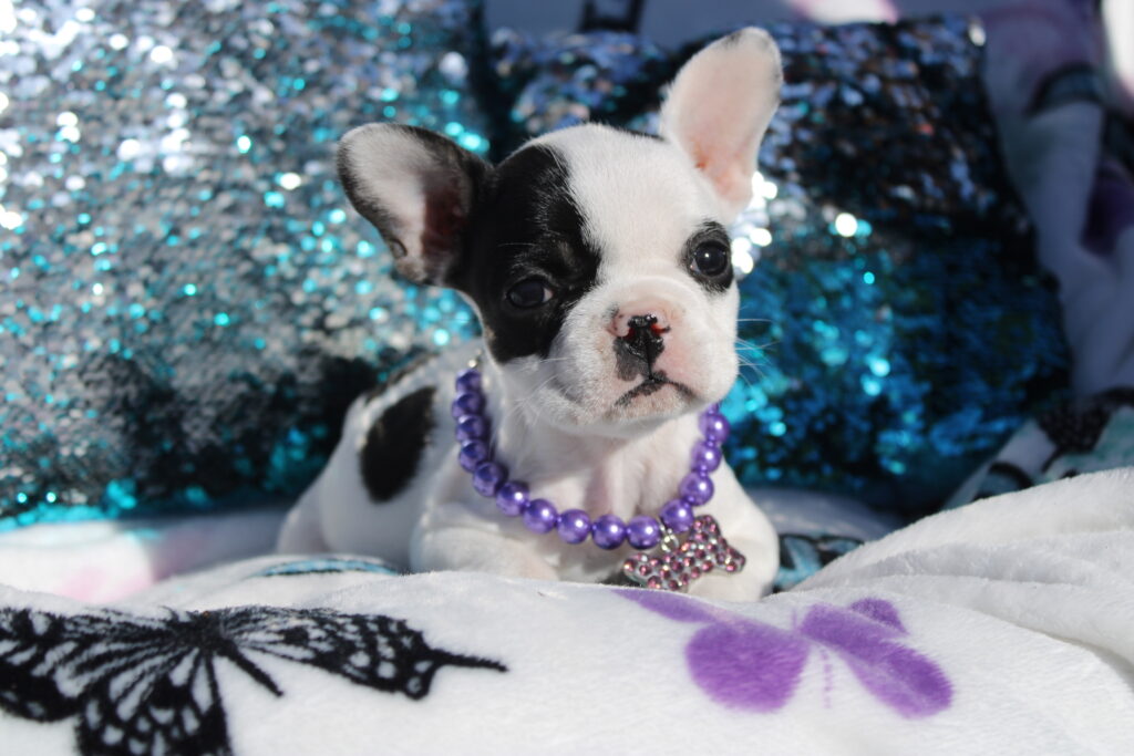 Lola photo 3