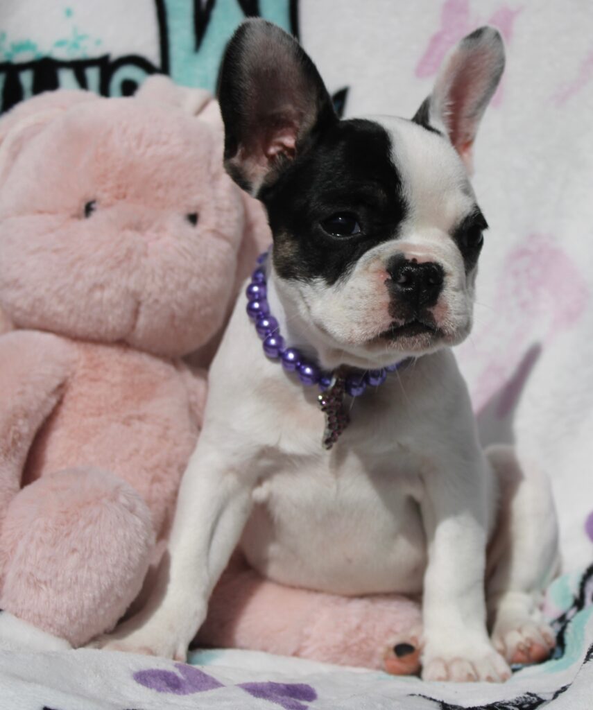 Lola photo 4