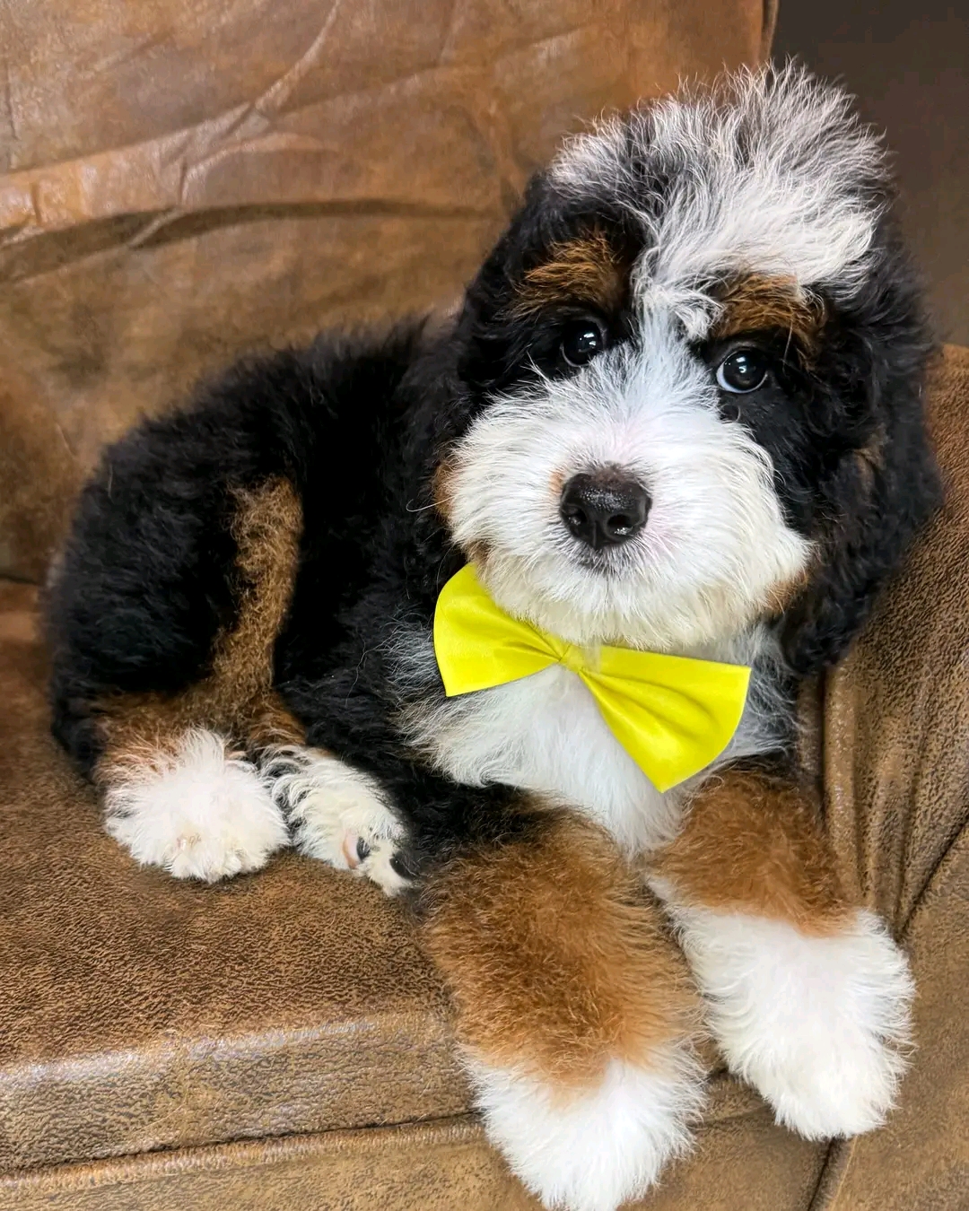 Leo