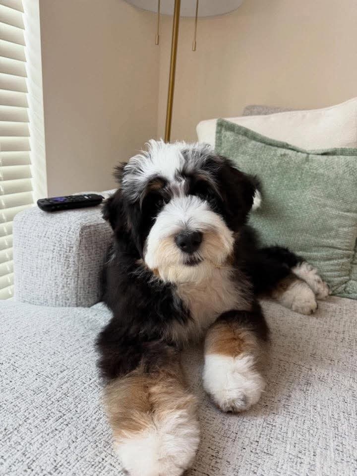 Bella