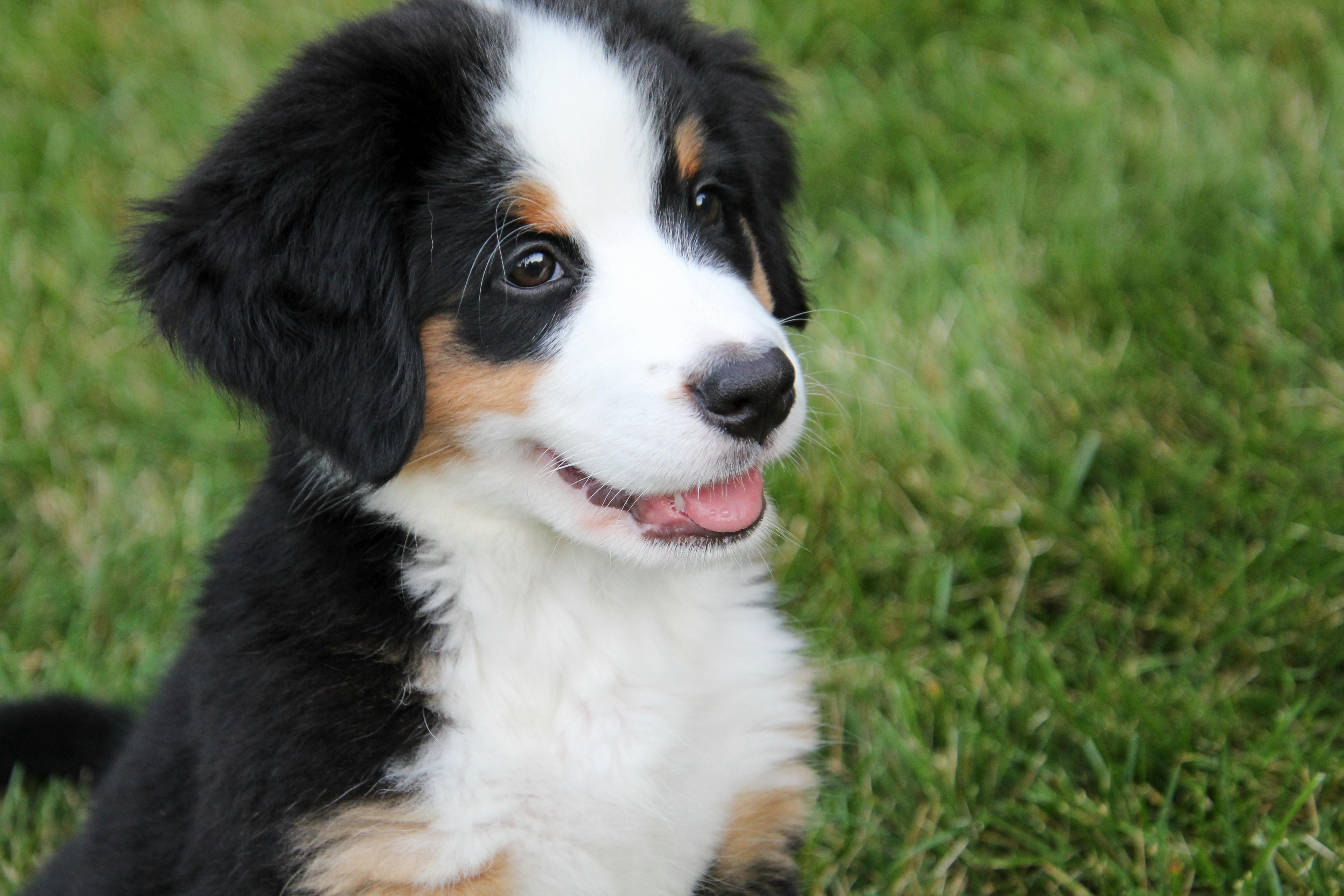 Bernedoodle puppy